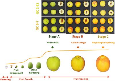 Analysis of Metabolites and Gene Expression Changes Relative to Apricot (Prunus armeniaca L.) Fruit Quality During Development and Ripening